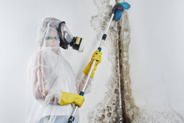 Trusted Loretto, PA Mold Remediation Experts